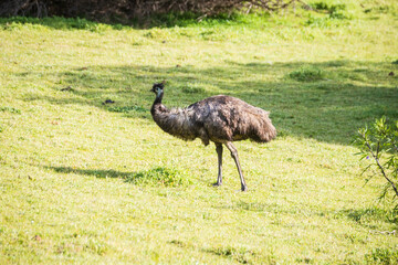 Emu’s Leisurely Walk in the Sun-Drenched Pasture, Tower Hill Wildlife Reserve, Australia