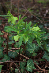 Hellebore or Christmas rose in the forest. Helleborus viridis plant in bloom with green flowers