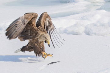 An adult White-tailed Eagle (Haliaeetus albicilla) grabbing a fish on the sea ice off Rausu, Hokkaido, Japan