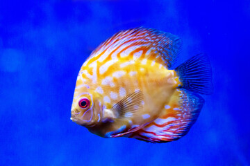 The Discus fish (Latin Symphysodon heckel) is yellow in color with a beautiful pattern of white...