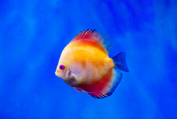 The Discus fish (Latin Symphysodon heckel) is golden in color with beautiful red plumage on a dark background of the seabed. Marine life, fish, subtropics.