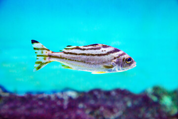 The three-striped Therapon fish (Latin Therapon jarbua) is silver in color with black stripes on a dark background of the seabed. Marine life, fish, subtropics.