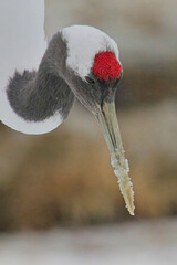 A close-up portrait of a wild Red-crowned Crane (Grus japonensis) on Hokkaido, Japan.