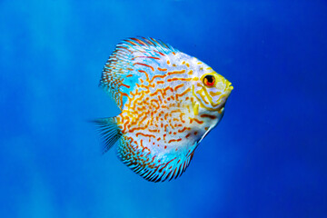 The Discus fish (Latin Symphysodon heckel) is turquoise in color with a beautiful pattern of red stripes on a dark background of the seabed. Marine life, fish, subtropics.