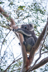 Koala’s Serene Siesta on a Lush Eucalyptus Branch