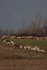 Close-up of herd of sheeps grazing on a hill. Pasture with sheeps and lambs in the countryside of Italy