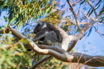 Koala Mother and Joey High in the Eucalyptus Canopy, Tower Hill Wildlife Reserve, Australia