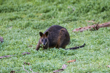 A Wallaby’s Tranquil Afternoon in the Verdant Meadow, Tower Hill Wildlife Reserve, Australia