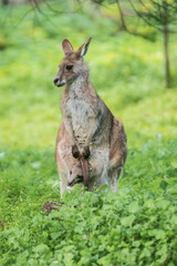 Naklejka na ściany i meble Mother Kangaroo’s Tender Embrace in the Australian Wild, Tower Hill Wildlife Reserve, Australia