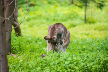 Mother Kangaroo’s Tender Embrace in the Australian Wild, Tower Hill Wildlife Reserve, Australia