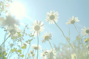 some daisies swaying in the breeze with a sun shining below them