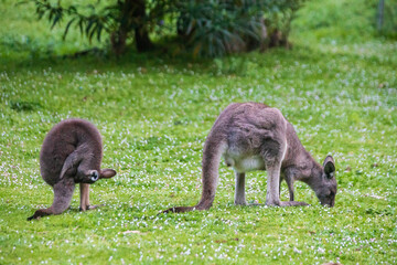 Gentle Gaze of a Kangaroo in the Wild, Tower Hill Wildlife Reserve, Australia