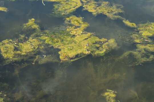 Green algae on a surface of a pond on a summer day