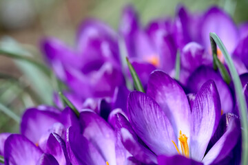 spring crocus flowers