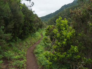 Footpath in green hills and tropical vegetation at end of Vereda do Larano coastal hiking trail to Machico. Madeira island, Portugal, Europe. - 754210186