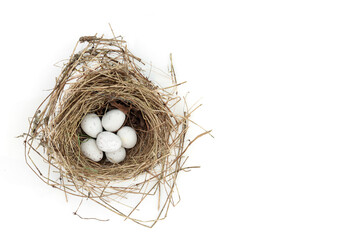 Blue tit eggs in bird nest on white background. Spring wild nature concept. - obrazy, fototapety, plakaty