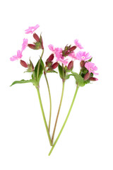 Red campion summer wildflower plant on white. Used in floral food decoration and natural herbal medicine. Treats internal bleeding, kidney disease,  ulcers, warts, digestive disorders, corns, stings.  - 754212536