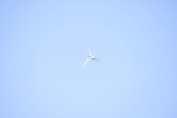 stork fly free - 754215584