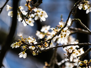 Mirabelle plum blossom against a dark background as a background image.