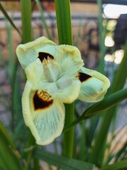 yellow iris flower