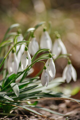 Obraz premium Close-up of a bush of white snowdrop flowers. Macro photography of flowers on the lawn in the backlight of the sun. Spring morning.