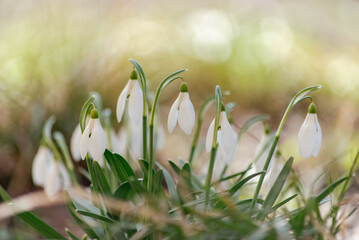 Close-up of a bush of white snowdrop flowers. Macro photography of flowers on the lawn in the backlight of the sun. Spring morning.