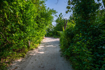 Sandy path in a dense tropical green forest.