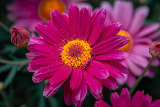 flowers with great detail and beautiful colors in macro photography