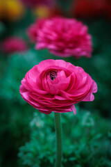 flowers with great detail and beautiful colors in macro photography