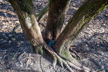 Rock salt for animals in the forest in the three-trunk tree.