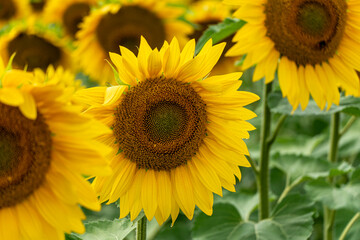 gelbe Sonnenblume Kerne ganz nah 