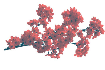 Flower isolated branch cherry blossom red