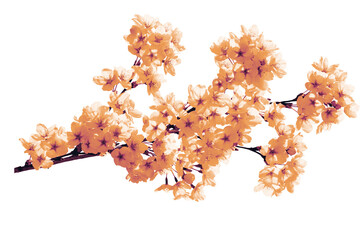 Flower isolated branch cherry blossom orange