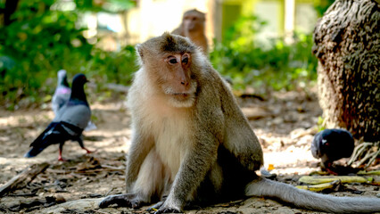 wild monkeys in thailand in summer on