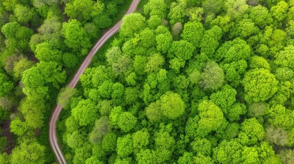 Fototapeta premium A forest with a road running through it