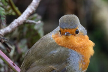 A beautiful closeup of a Robin in the forest