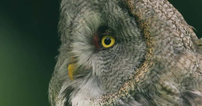 Great grey owl (Strix nebulosa) close-up.