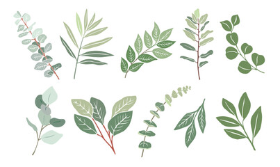 Different Eucalyptus branches, leaves set of elegant colorful vector drawings. Hand drawn botanical illustrations for greeting, invitation cards, logo, packaging design on transparent background.