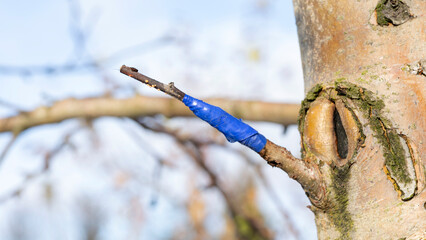 Grafting on a fruit tree in