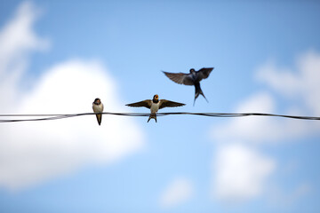 Family of swallows. The chick has opened its beak and is waiting to be fed. Birds sit on a wire against a blue sky.