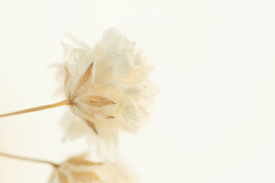 Dry gypsophila flower with light  background and place for text macro