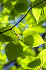 Background of first tender-green linden leaves against blue sky on sunny May day. Spring mood