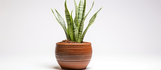 A small sansevieria plant thriving inside a handmade clay pot, commonly seen as a decorative element in home interiors. The lush green plant is known for its air-purifying properties.