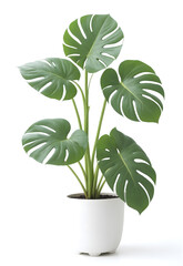 houseplant monstera isolated against transparent background
