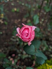 Pink Rose