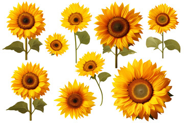 Obraz premium collection of hand drawn sunflowers flowers isolated on a white background