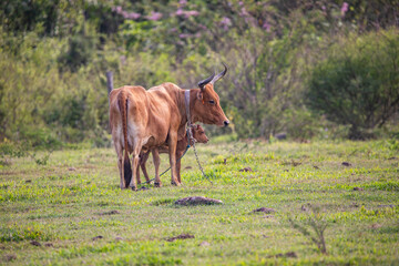 Cow in a pasture in the sun, close-up portrait of the animal at Pointe Allègre in Guadeloupe au Parc des Mamelles, in the Caribbean. French Antilles, France