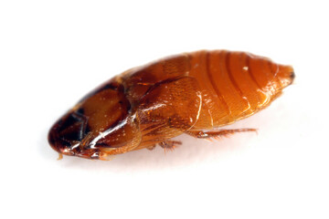 Beaver Beetle (Platypsyllus castoris). A beetle that lives in the fur of beavers. Parasite. Insect isolated on a white background.