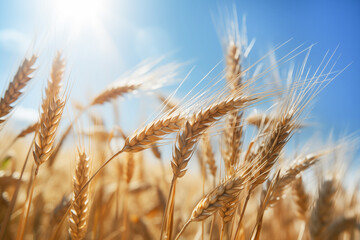 A field of ripe wheat on the background of the sky.