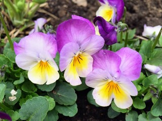Close up of purple and yellow melanium garden pansy Viola wittrockiana three blooming flowers 